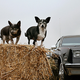 Illustration for article titled Aging In America: Dog Edition
